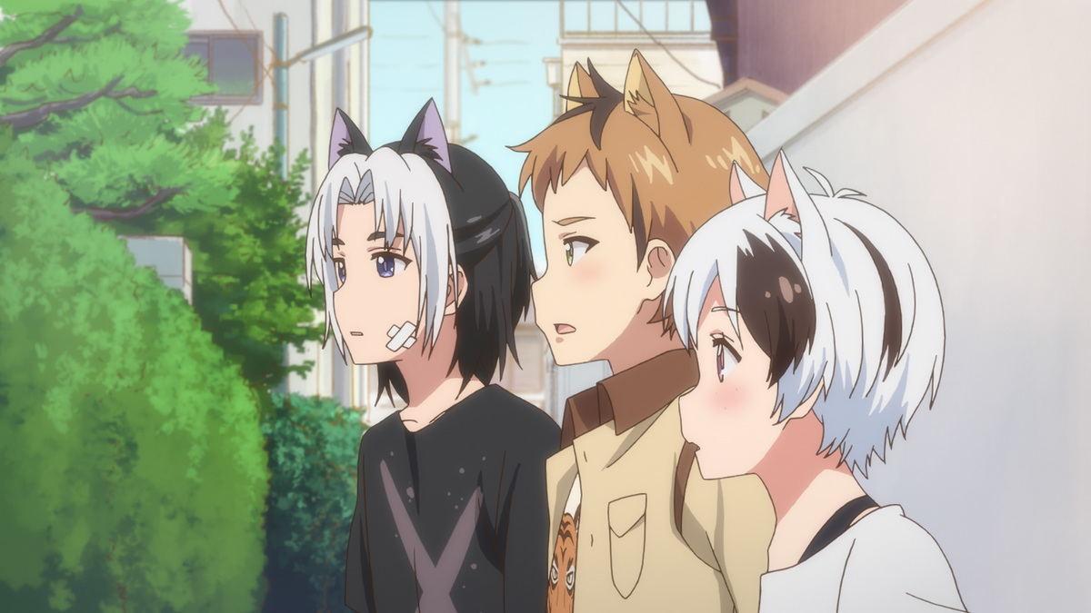 ストーリー | うちタマ?!～うちのタマ知りませんか？～ | アニメ